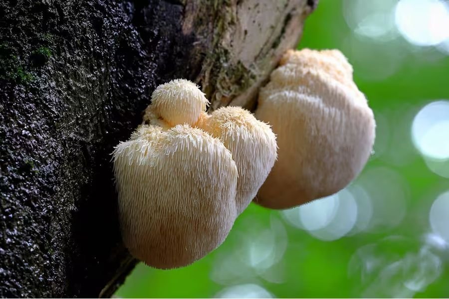 Lion's Mane mushroom