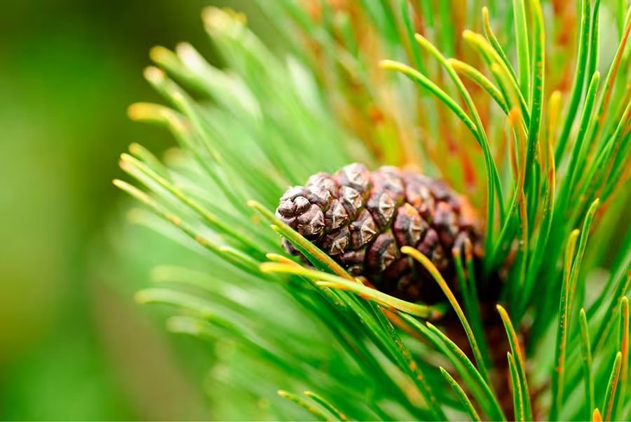 Pine bark extract