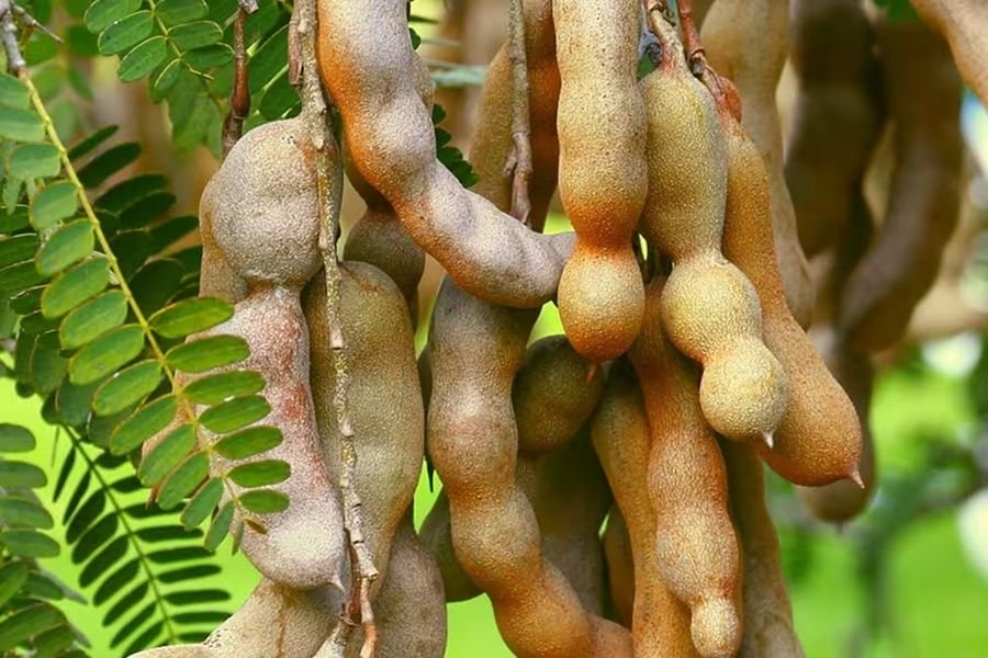Tamarind and other JointVive ingredients